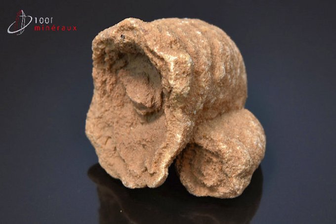 stromatolite-fossile