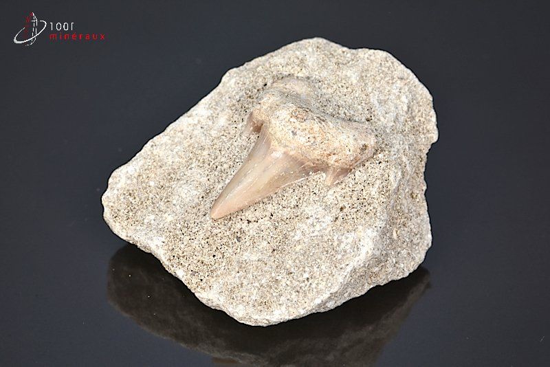 Dent de requin fossile Lamna Otudus sur gangue - Maroc - fossiles 6,1 cm / 105g / AM788