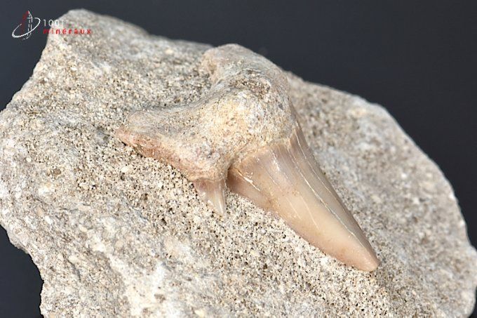 dent de requin fossile sur gangue