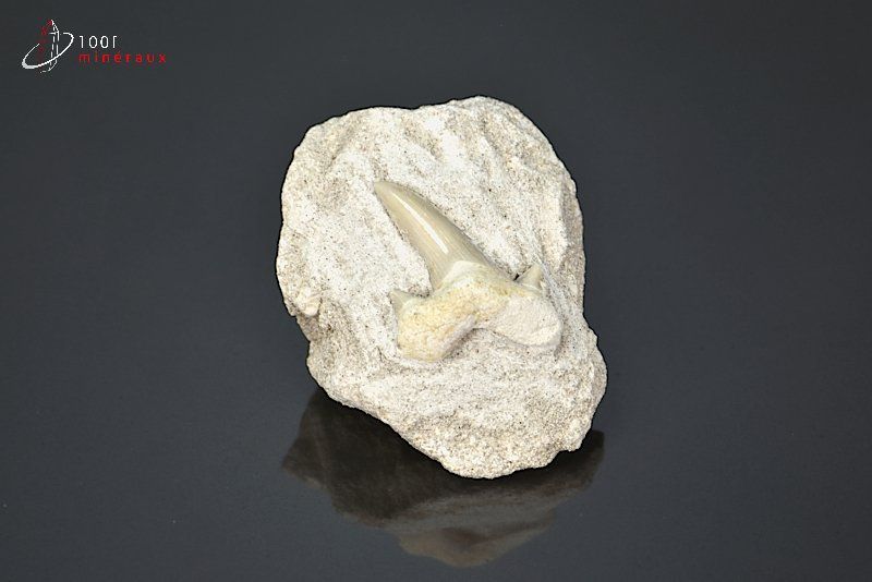 Dent de requin fossile Lamna Otudus sur gangue - Maroc - fossiles 4,8 cm / 40g / AM789