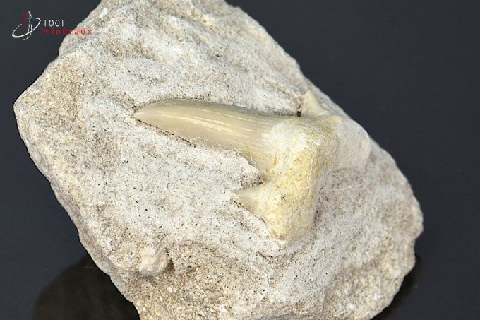 dent de requin fossile sur gangue