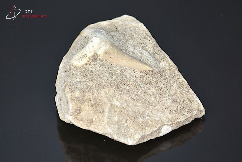 Dent de requin fossile Lamna Otudus sur gangue - Maroc - fossiles 6 cm / 81g / AM 791
