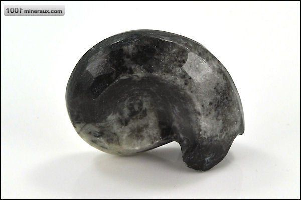 Goniatite polie - Maroc - fossiles 4,4 cm / 35g / AM973