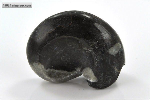 Goniatite polie - Maroc - fossiles 4,8 cm / 46g / AM976