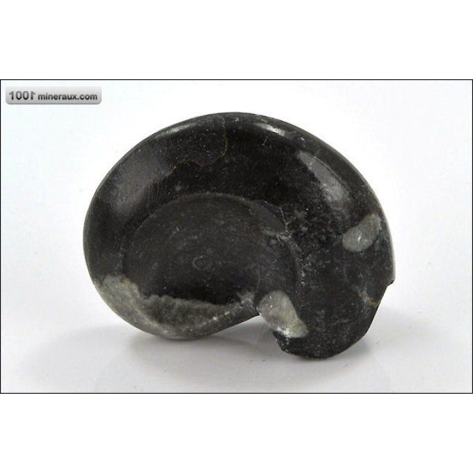goniatite-polie-fossiles-maroc