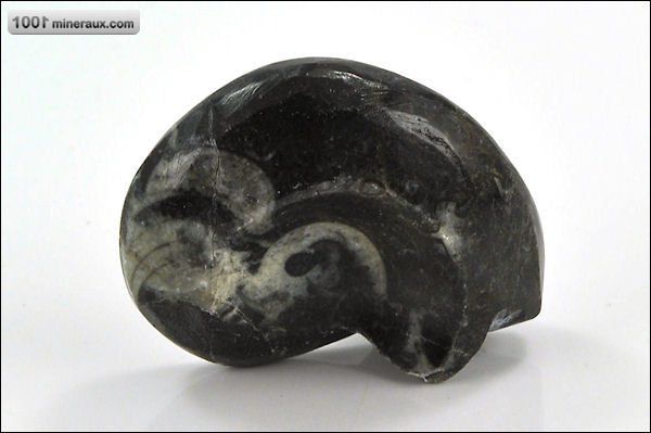 Goniatite polie - Maroc - fossiles 4,6 cm / 39g / AM979