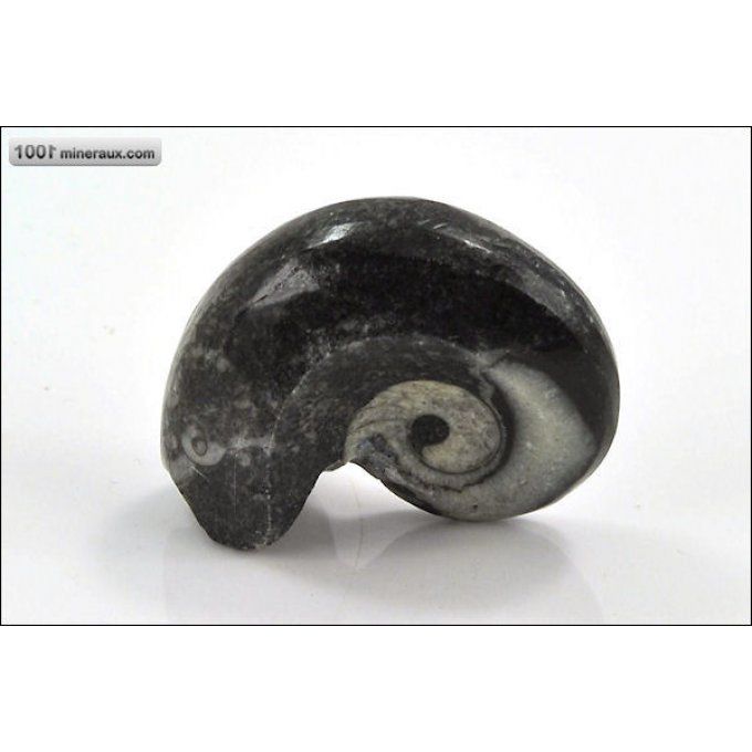 Goniatite polie - Maroc - fossiles 4,5 cm / 35g / AM982