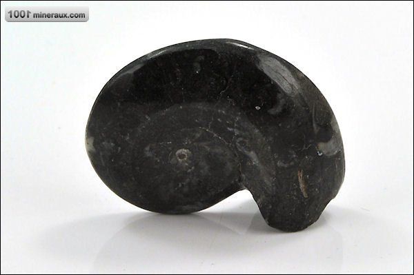 Goniatite polie - Maroc - fossiles 4,7 cm / 24g / AM990