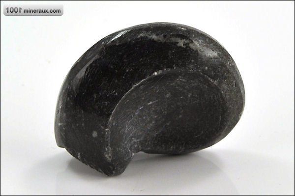 Goniatite polie - Maroc - fossiles 4,5 cm / 33g / AM997
