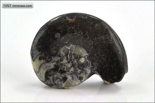 Goniatite polie - Maroc - fossiles 4,7 cm / 22g / AM999