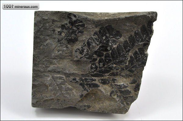 Odontopteris - France - Fossiles 8,9 cm / 287g / AN419