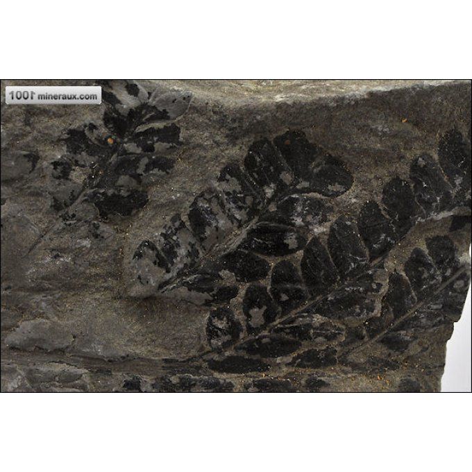 vegetaux-fossiles-odontopteris-france