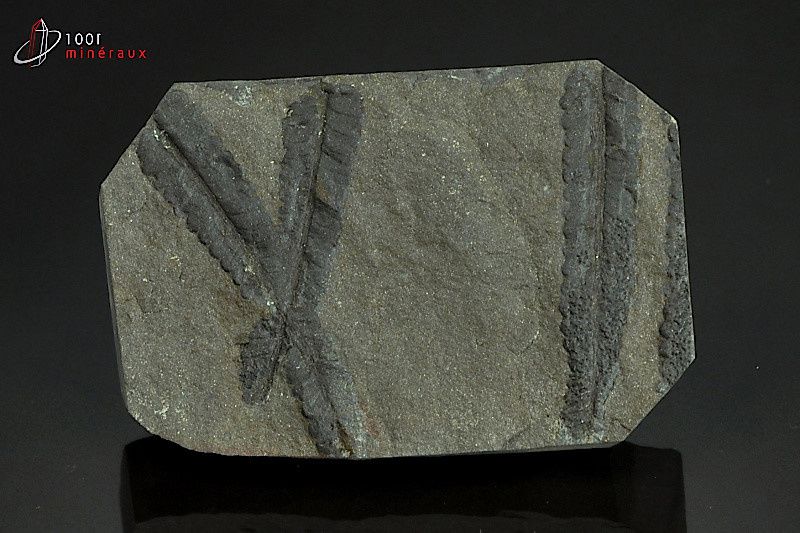 Pecopteris - France - fossiles 6 cm / 33g / AN505