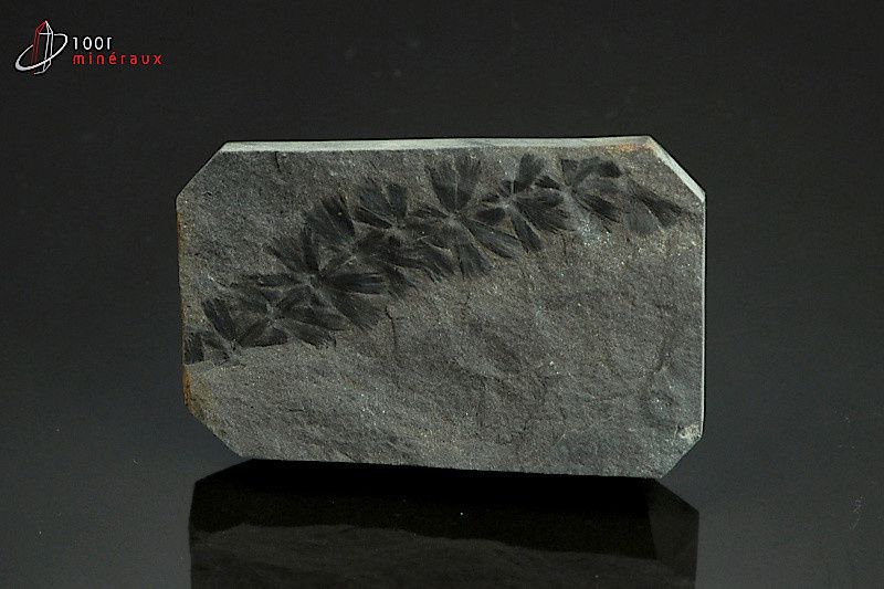 Sphenophyllum - France - fossiles 6,5 cm / 57g / AN523