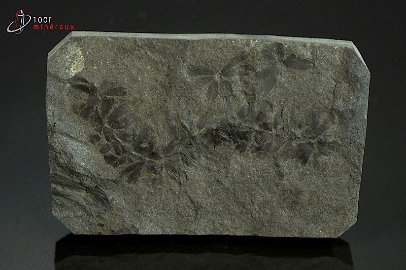 Sphenophyllum - France - fossiles 7,5 cm / 57g / AN525