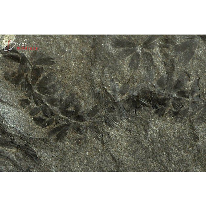 vegetaux-fossiles-sphenophyllum-france