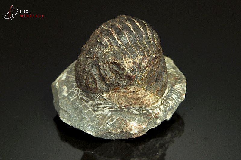 Trilobite Reedops Cephalotes - Maroc - Fossiles 5,2 cm / 98g / AP675