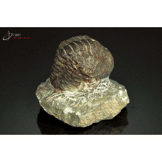 Trilobite Reedops Cephalotes - Maroc - Fossiles 5,2 cm / 98g / AP675