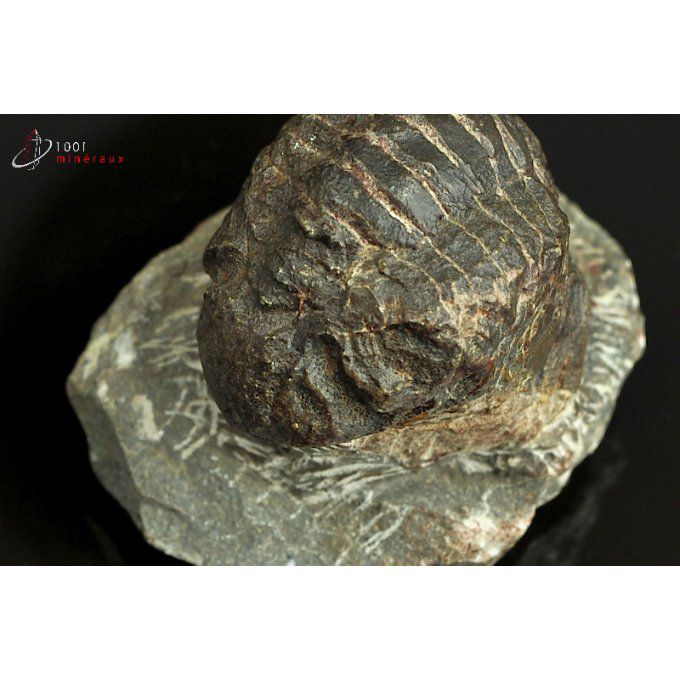 trilobite-reedops-cephalotes-fossiles-maroc