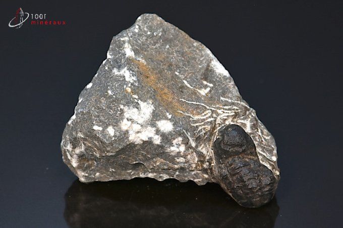trilobite phacops