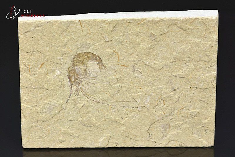 Crevette fossile Carpopenaeus callirostris - Liban - Fossile 12,2 cm / 251g / AP689