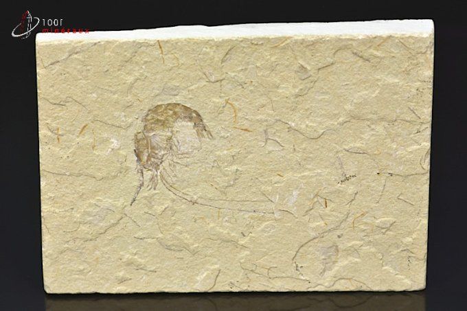 crevette fossile carpopenaeus