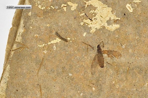 Insecte Plecia sp. - France - fossiles 8,2 cm / 13g / AP690