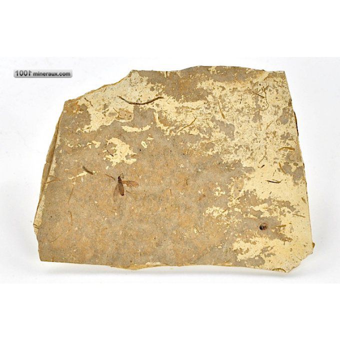 insecte-fossile-plecia-france