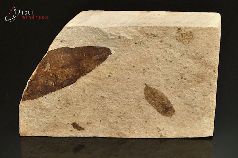 Feuille fossile - France - Fossiles 9,7 cm / 175g / AP692