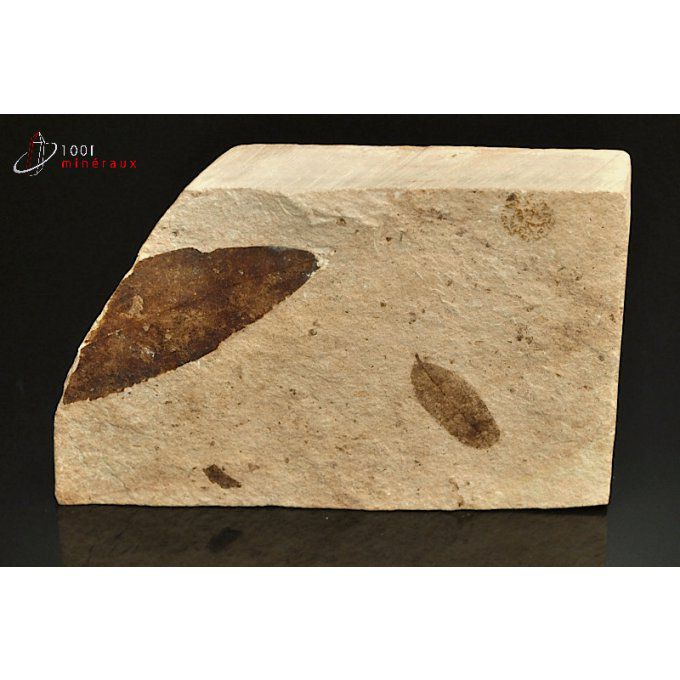 feuilles-fossiles-oligocene