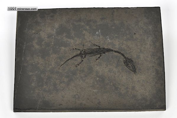 Keichousaurus hui - Chine - fossiles 8,6 cm / 179g / AQ288