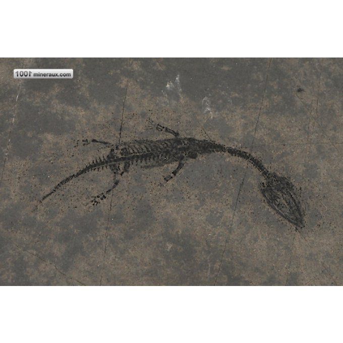 Keichousaurus-hui-fossiles-chine
