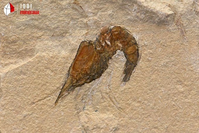 crevette_carpopenaeus_callirostris_fossiles