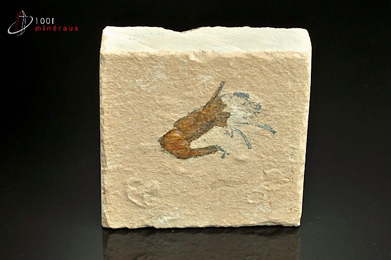 Crustacé Carpopenaeus callirostris - Liban - fossile 6,9cm / 238g / AR555
