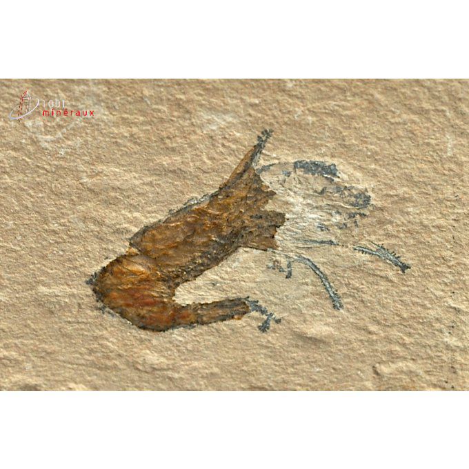 crustace-fossile-carpopenaeus-callirostris