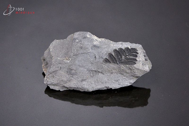 Pecopteris - France - Fossiles 6,2 cm / 31g / AR661