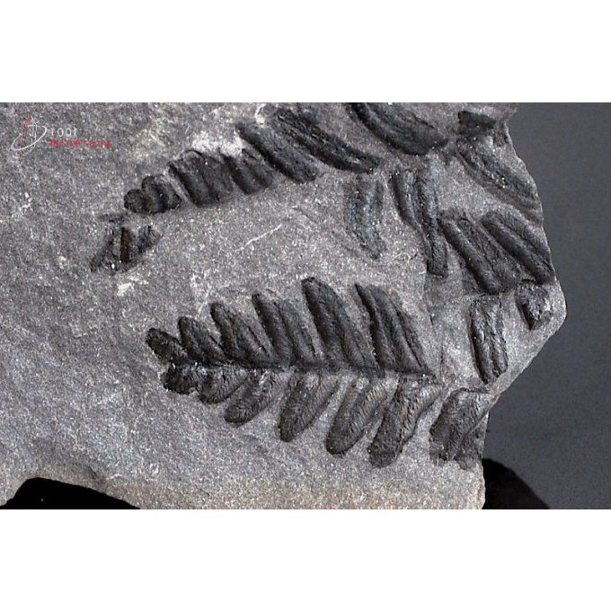 pecopteris-vegetaux-fossile-france