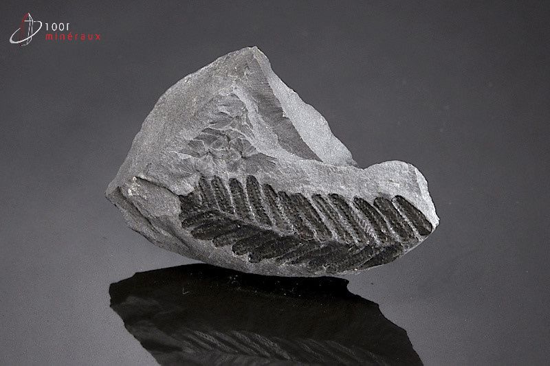 Pecopteris - France - Fossiles 7,1 cm / 63g / AR671