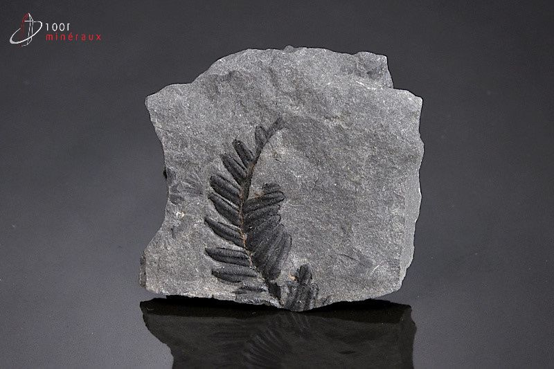 Pecopteris - France - Fossiles 5,6 cm / 79g / AR673