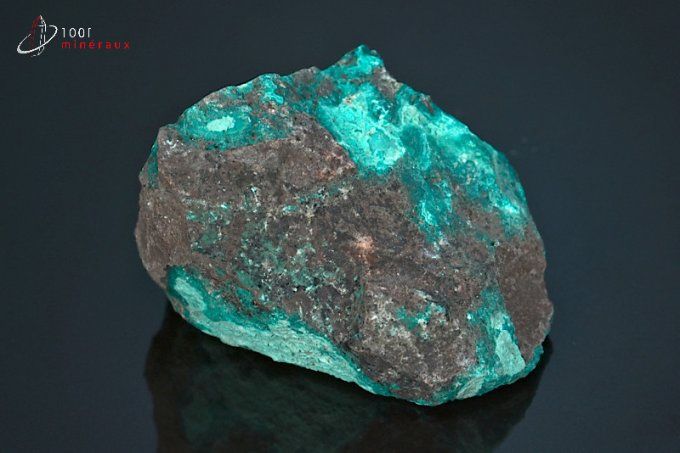 chrysocolle brute