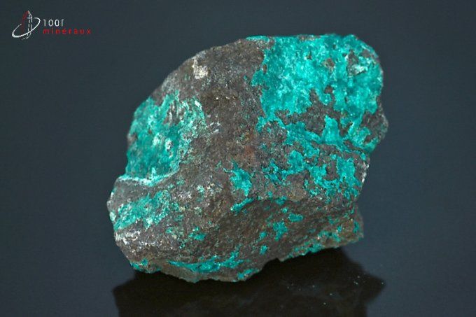 chrysocolle brute