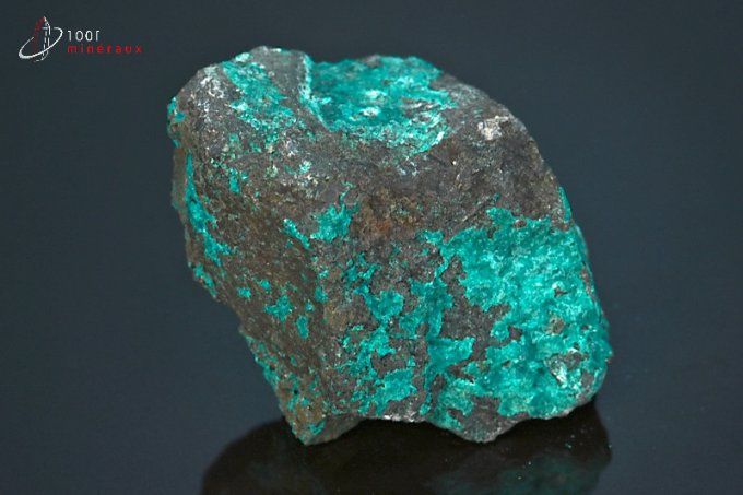 chrysocolle brute