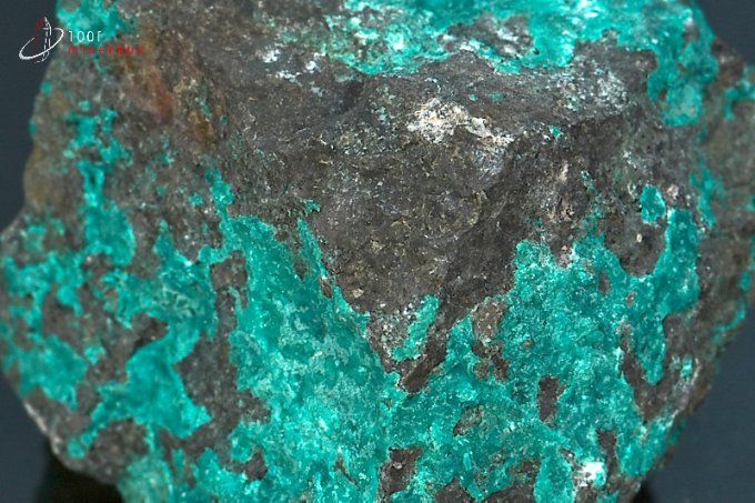 chrysocolle brute