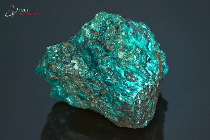 chrysocolle brute