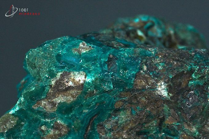 chrysocolle brute