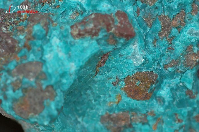 chrysocolle brute