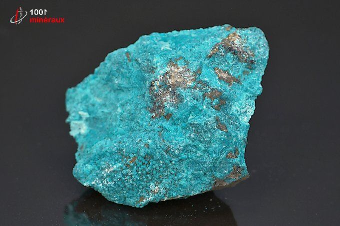 chrysocolle brute