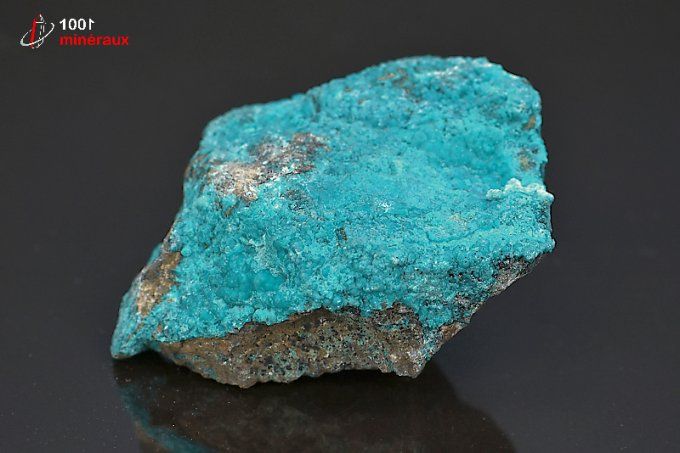 chrysocolle brute