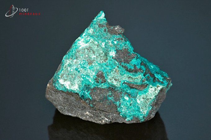 chrysocolle brute