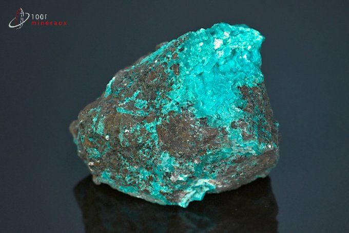 chrysocolle brute